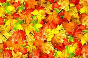 abstract background of autumn leaves of maple